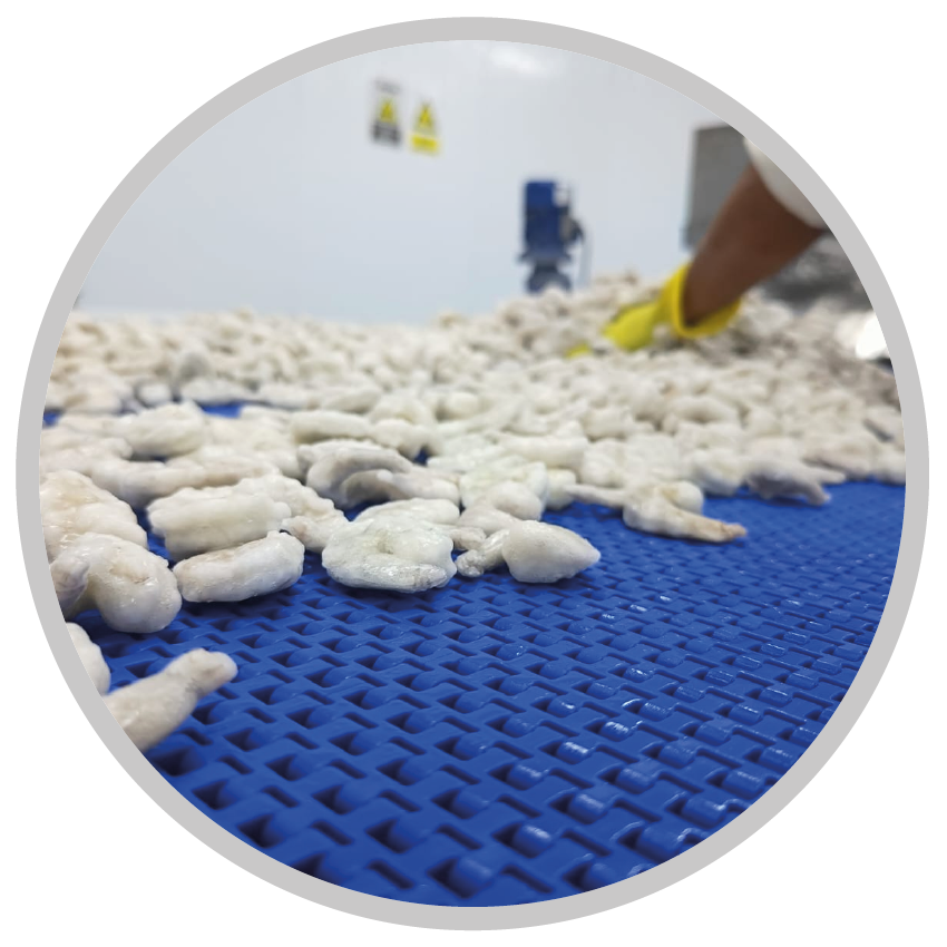 camaron - snb banda modular - snb